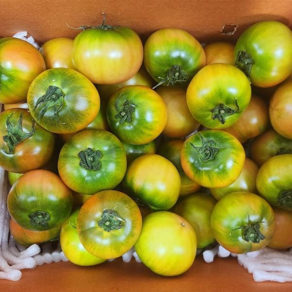 대저 토마토 2.5kg 중대과 이미지